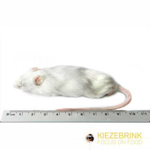 Mice XL 29g+ 10 pack