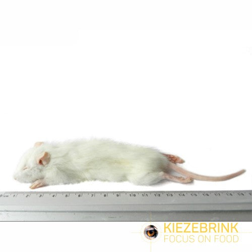 Rat Small Weaners 20-60g 10 pack