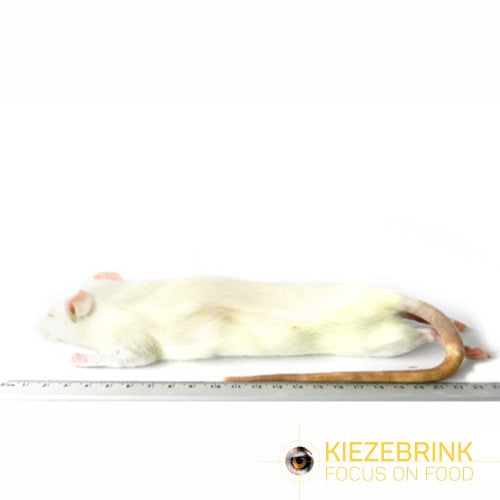 Rat Large 250-350g 5 pack