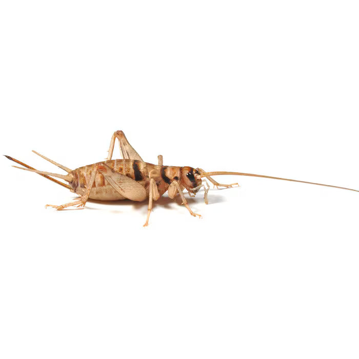 Monkfield Banded Brown Crickets, 1st, 3mm, Tub (LCA200)