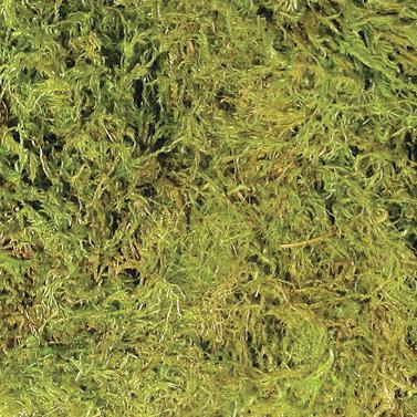 Zoo Med Terrarium Moss, Large, 2.4L (CF2-L)