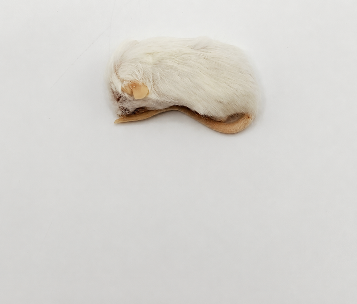 Mice Crawlers 25 pack 6-9g