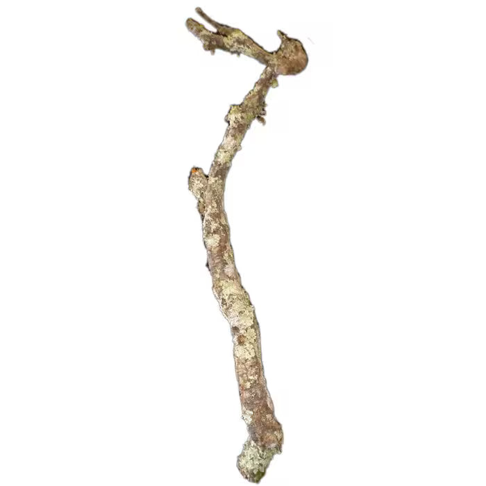 HabiStat Cork Branch, Approx 1m ( HDB1)