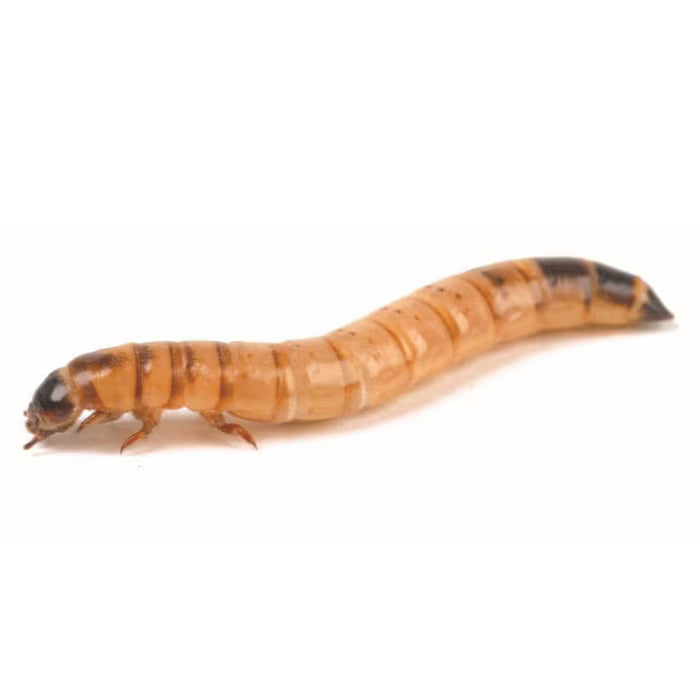 Monkfield Morioworms, 40-50mm, 40g Tub (LGM40)