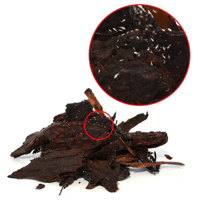 Springtails, 80g Tub (LST)