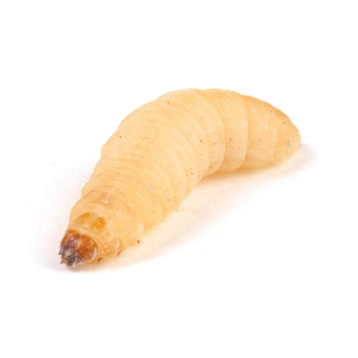 Monkfield Waxmoth Larvae
