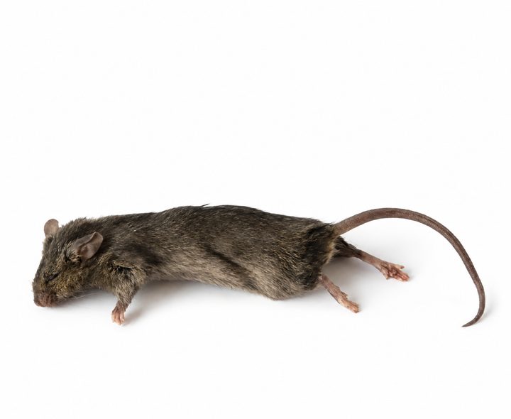 Mice Large 21-29g 10 pack