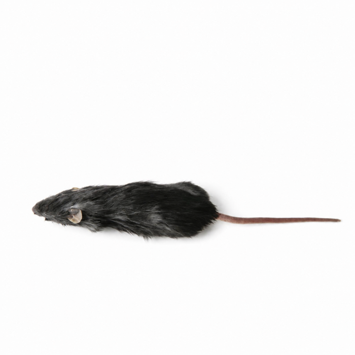 Mice Medium 15-20g 10 pack