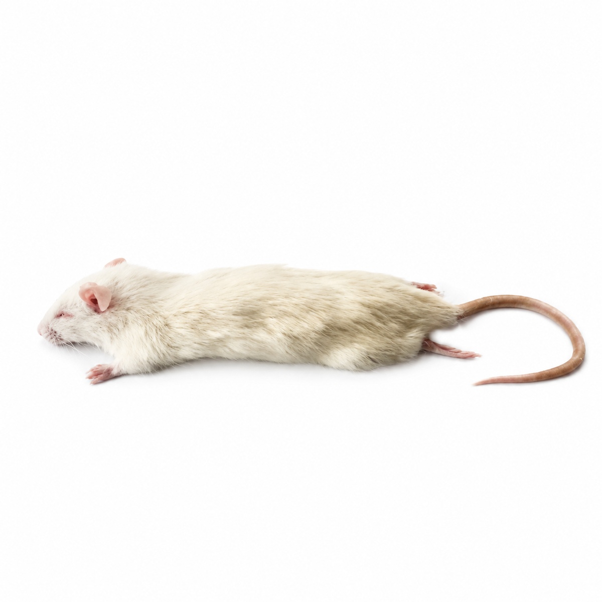 Rat Small 90-150g 5 pack - product photograph