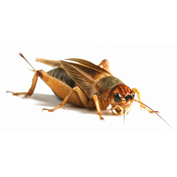 Monkfield Silent Crickets, 4th, 12-18mm, Bulk Bag (approx 500)  (LQD500)