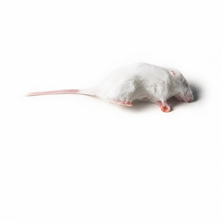 Mice Small 10-15g 10 pack