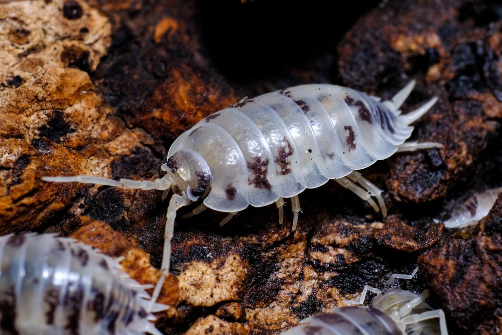 Live Isopods - Porcellio laevis