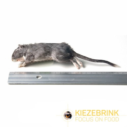 Gerbils 40g+ 10 pack
