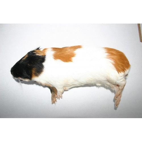 Guinea Pigs Small