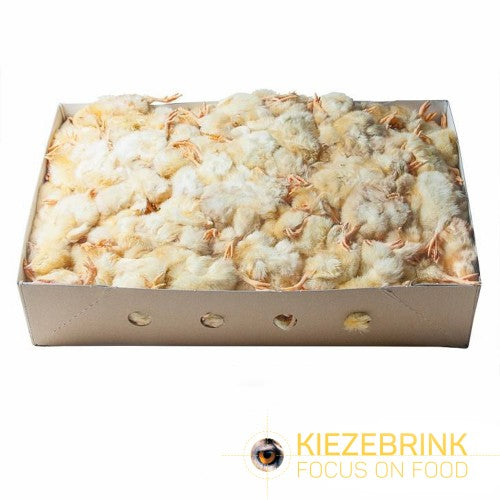 KB Day Old Chicks 10kg