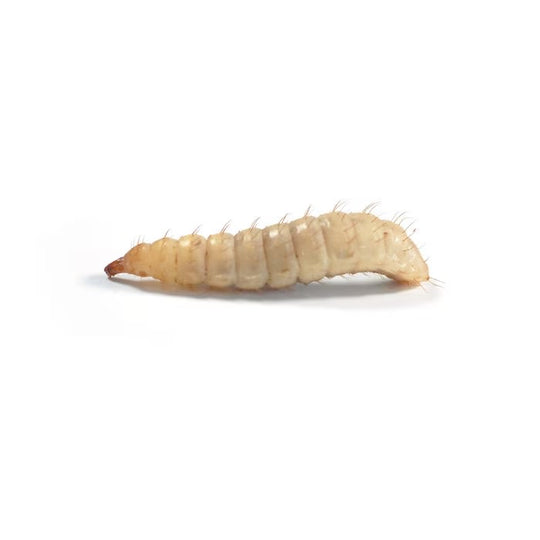 Monkfield Calci Worms