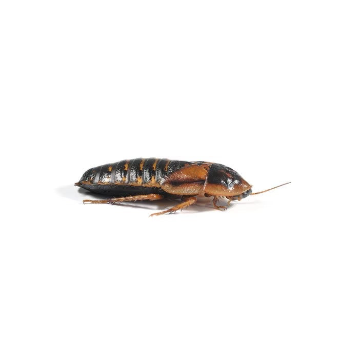 Monkfield Dubia Roaches