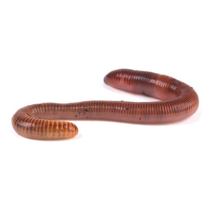 Monkfield Earthworms