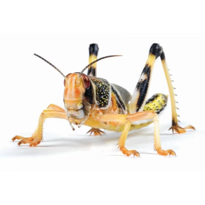 Monkfield Locust