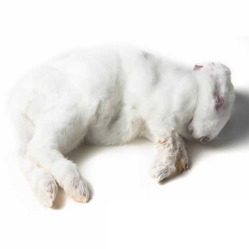 Rabbit Small <500g
