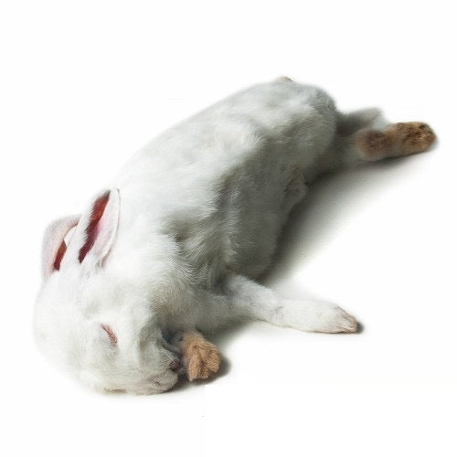 Rabbit XL 2-3kg