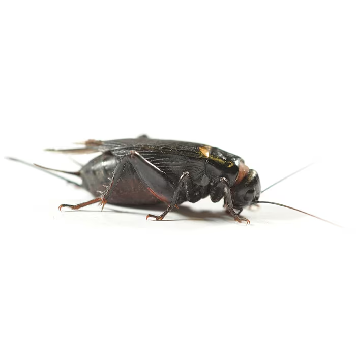 A large black cricket